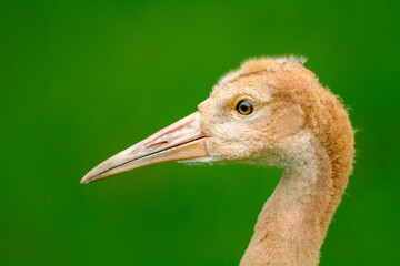 Fototapeta premium Portrait of young Sandhill crane with soft cinnamon feathers