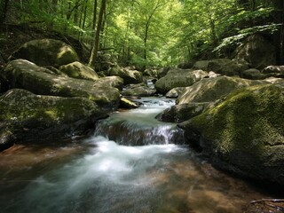 Fototapeta premium Fast-Flowing Forest Stream Over Moss-Covered Boulders