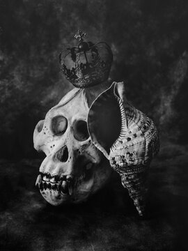 Vanit&eacute; , cr&acirc;ne , couronne , coquillage  ,terre , mer , ciel ,noir et blanc , symbolique , vie ,mort ,fragilit&eacute; , nature morte