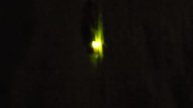 Firefly Insect Macro Close Up on Leaf at Night, Bioluminescent Beetle in Natural Habitat, Glowing Insect Wildlife Scene, Dark Background Nature Cinematic