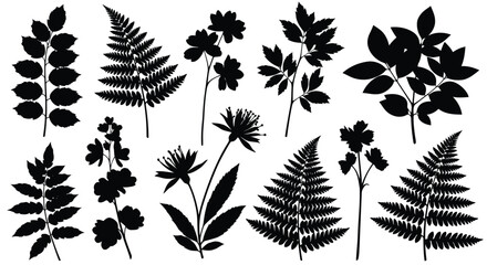 A diverse collection of various fern leaves showcasing their intricate and delicate structures. © MohammadMasud