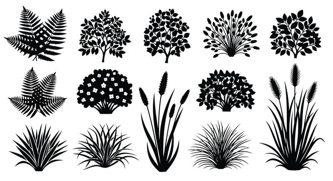 A diverse collection of various types of cacti and succulent plants