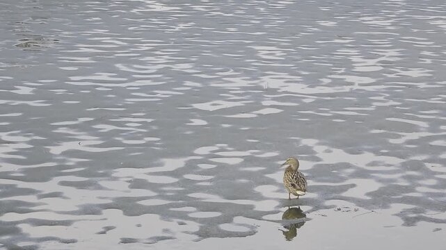 Spring duck hunting. Wildlife, a duck preening on the remains of ice early in the morning. High-quality horizontal video.