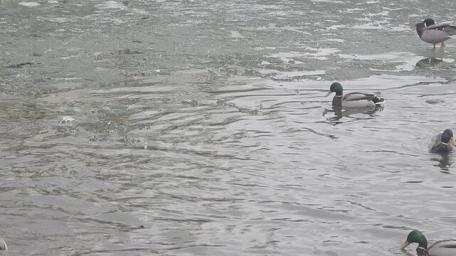 Spring,duck hunting. Wildlife, close-up of ducks in a pond. Gray, cold waves with remnants of ice. High-quality horizontal video.