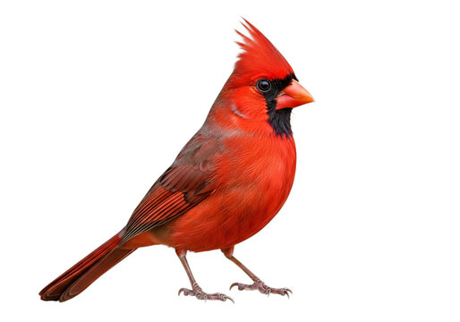 A red cardinal bird standing on a white background isolated on transparent background