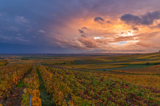 Bouzy Champagne vineyards glowing under dramatic autumn sky
