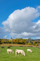 Fototapeta premium Charolais cows grazing in pasture with village church tower