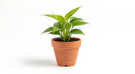 Obraz premium Potted green plant isolated on white background for decoration and design