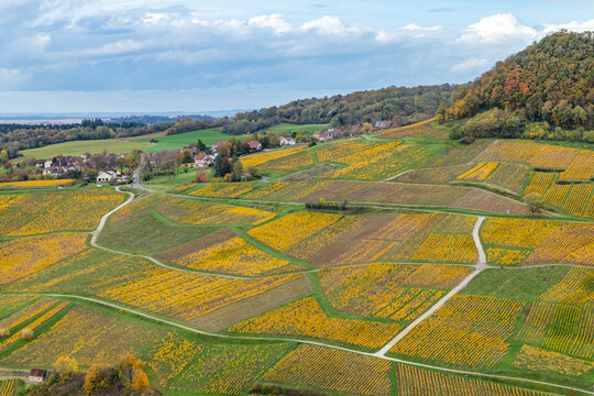 Vineyards changing colors in autumn, Chateau Chalon, Jura, France