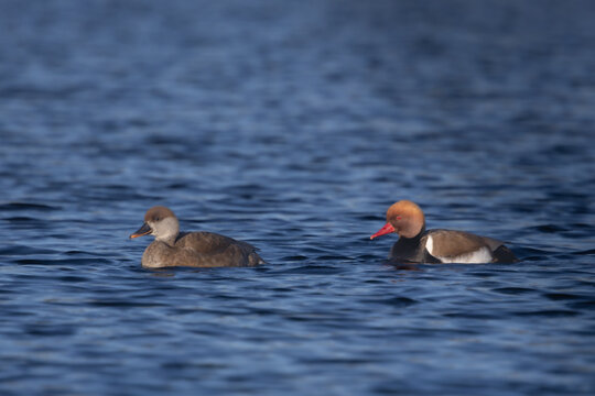 Couple de nettes rousses