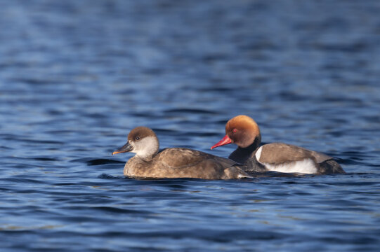 Couple de nettes rousses