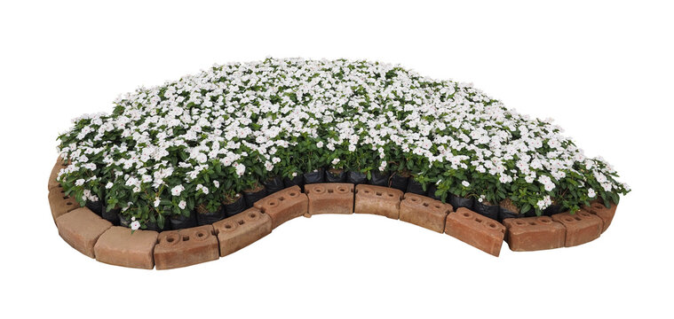 Curved Flower Bed with White Vinca Flowers and Brick Border Isolated on White Background.clipping path.