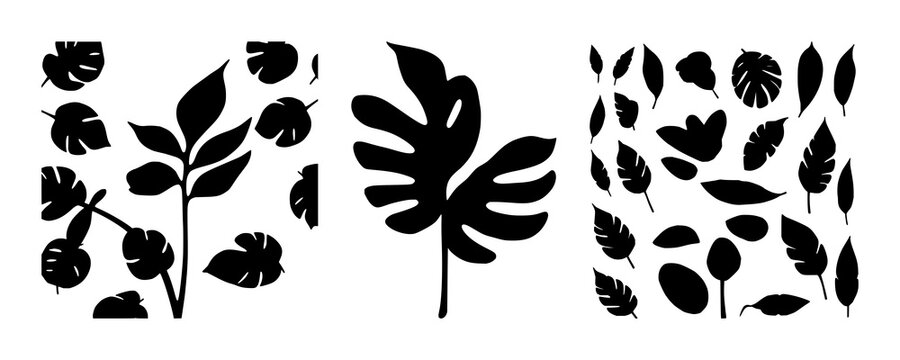 Monstera leaf silhouette set with elegant black line design featuring botanical, horticulture, plant art with plants and greens