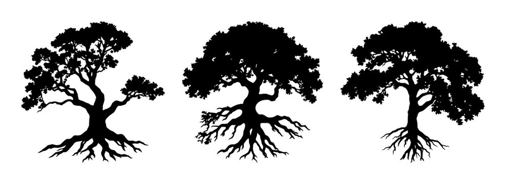 Oak tree with roots silhouette set with darkened bark texture and expansive root network featuring tree, oak, nature, botanical line art with black and white and illustration