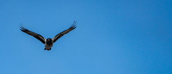 Fototapeta premium Black crow flying in the blue sky 
