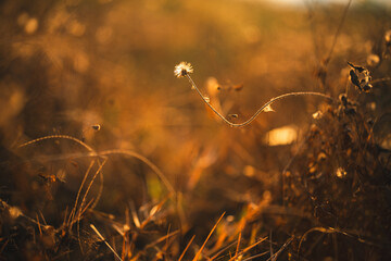 Naklejka premium Golden grass wild grass sunlight field nature autumn rural outdoor warm landscape gently illuminated by evening sunlight evoking peaceful and serene atmosphere