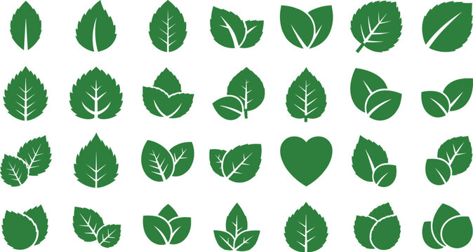 Solid silhouette vector icons set of green leaves, organic mint and basil herbal leaf collection for nature, ecology, and healthy food design
