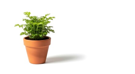 Obraz premium Small potted plant with vibrant green leaves casting a shadow against white backdrop