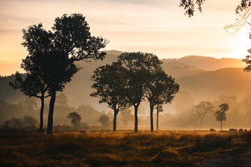 Fototapeta premium Sunset countryside landscape with rural field and small house peaceful nature golden light misty morning calm environment hope tranquility scenic farmland outdoor lifestyle