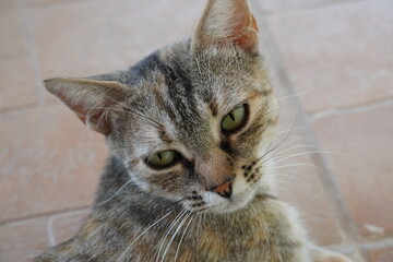 portrait of a cat © Dimitris Karagiannis