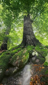 Majestic beech tree towering over flowing natural spring water in a tranquil sunny forest