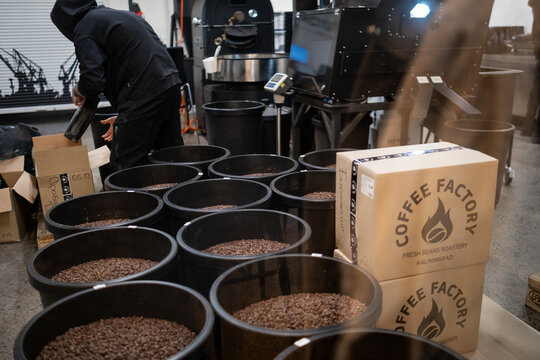 Kaliningrad, Russia - March 10, 2026: Worker in black clothing measures coffee beans from large containers in coffee factory, packaging visible nearby
