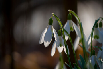Przebiśniegi © Grzegorz
