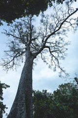 Naklejka premium Big Tree at sunrise in natural landscape environmental sustainability concept forest ecology serene countryside scenery morning light misty hills peaceful nature