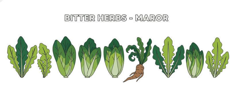 Bitter herbs Maror vector illustration. Passover Seder plate elements with lettuce and horseradish. Flat design line art isolated on transparent background
