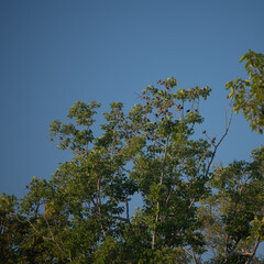 Naklejka premium Big Tree at sunrise in natural landscape environmental sustainability concept forest ecology serene countryside scenery morning light misty hills peaceful nature