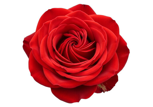 A large red rose on a white background isolated on transparent background