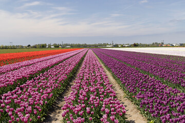 Fototapeta premium Tulip fields blooming vibrant colors in Hillegom, Netherlands
