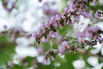 Fototapeta premium Purple flower nature blossom petal spring garden flora outdoor green leaf create peaceful and vibrant scene with soft focus and natural light evoking calm and beauty