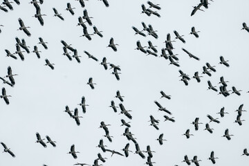 Obraz premium Large flock of stork bird migration flying sky wildlife nature animal freedom group overcast wings pattern seasonal travel journey avian outdoor environment formation synchronized natural wild