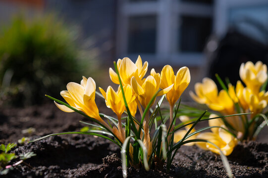 Spring yellow crocus flowers growing in the garden on the ground, selective focus.