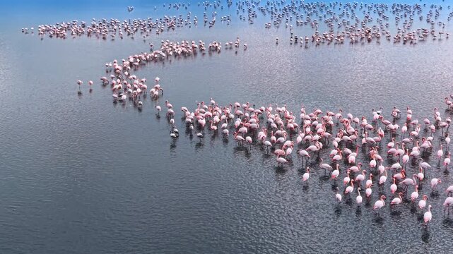 Aerial view of flamingos forming curve in water. High angle shot of flamingo flock wading in S-shape formation in calm shallow lake.