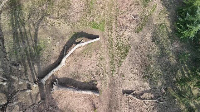 Top down aerial view of a dead fallen tree and a narrow footpath creating a fork in the road through a forest with long shadows and bare ground in early spring