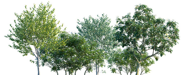 Set of Ervatamia divaricata blossoming and Betula utilis jacquemontii frontal street trees, shrubs isolated png on a transparent background perfectly cutout