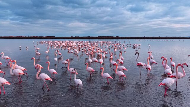 Close group of pink flamingos under cloudy evening sky. Several greater flamingos wading in shallow water with soft pink and blue twilight lighting.