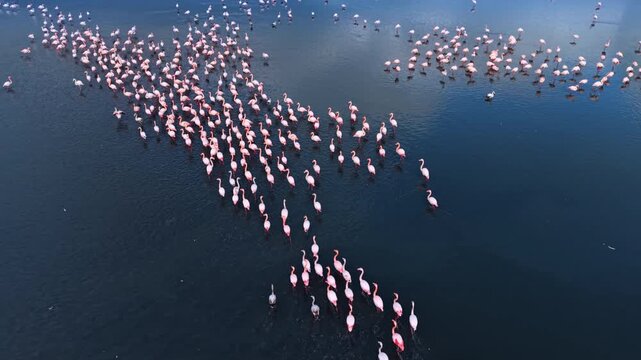 Top view of flamingo flock formation in dark water. High angle aerial shot of pink flamingos swimming and wading in deep blue lake water forming an arrow shape.