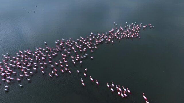 Diagonal line of flamingos in dark lake water. High angle shot of pink flamingos walking in a line across a deep blue water surface.