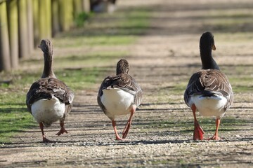 promenade d'oies © pia