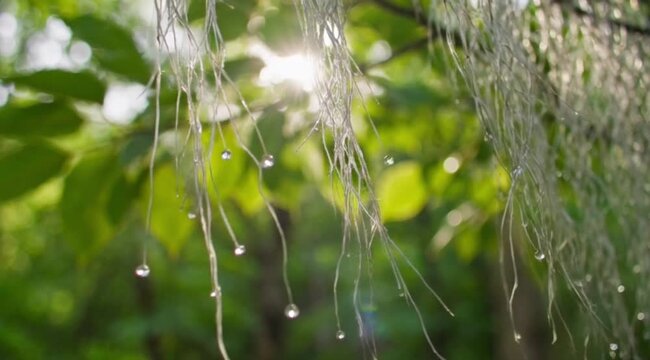 Raindrops on Long White Strings Hanging from Tree Branch in Green Forest