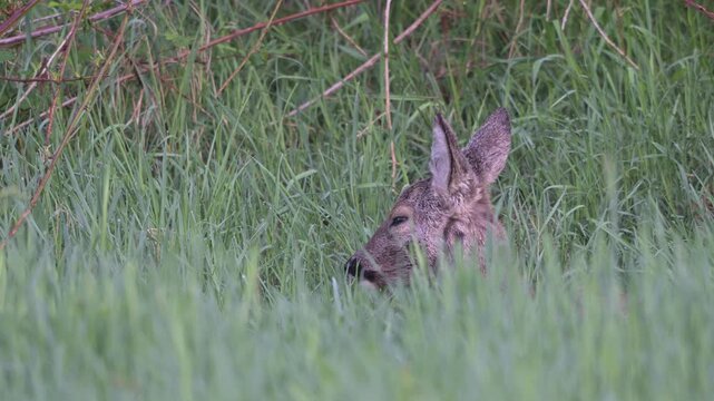 A piece of roe deer lies in the grass at the edge of the forest, resting and ruminating. spring, north rhine-westphalia, (capreolus capreolus), germany 