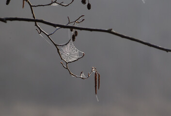 Biała pajęczyna na mroźnej gałęzi o wschodzie słońca  © kubikactive