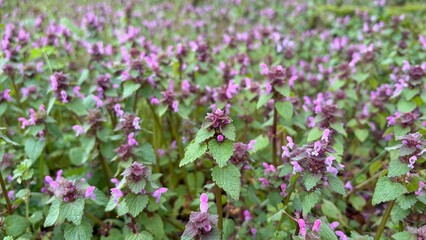 Obraz premium pink flowers in the garden