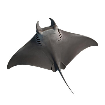 Giant oceanic manta ray swims gracefully against a clean white background, showcasing its dark pectoral fins and prominent cephalic lobes.