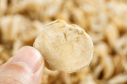 Fresh White Ear Mushroom from Changbai Mountain Northeast China Hand Holding Premium Jade Fungus