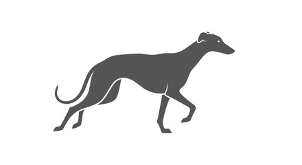 Fototapeta premium Greyhound Dog Silhouette Running Profile View.