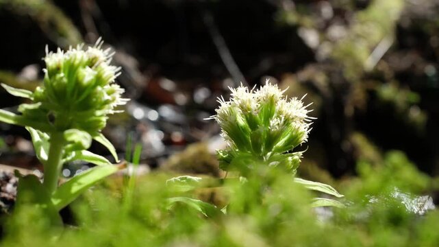 Funny video. White butterbur (Petasites albus) near mountain stream with soft bokeh. A twig chases a brimstone butterfly away from a flower.
